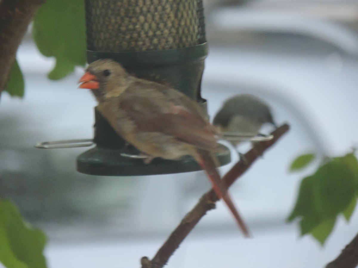 Northern Cardinal - ML642132133