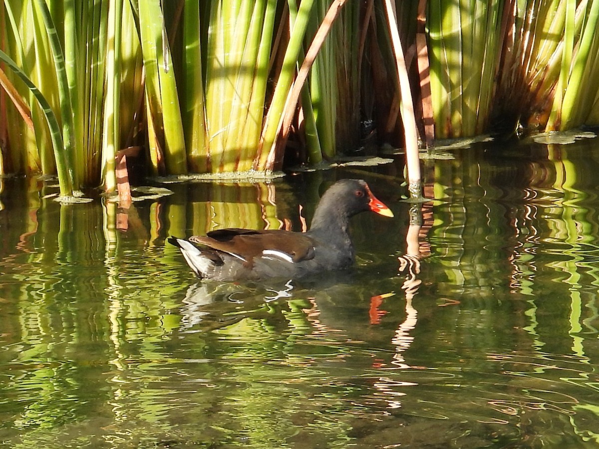 Gallinule poule-d'eau - ML642132134