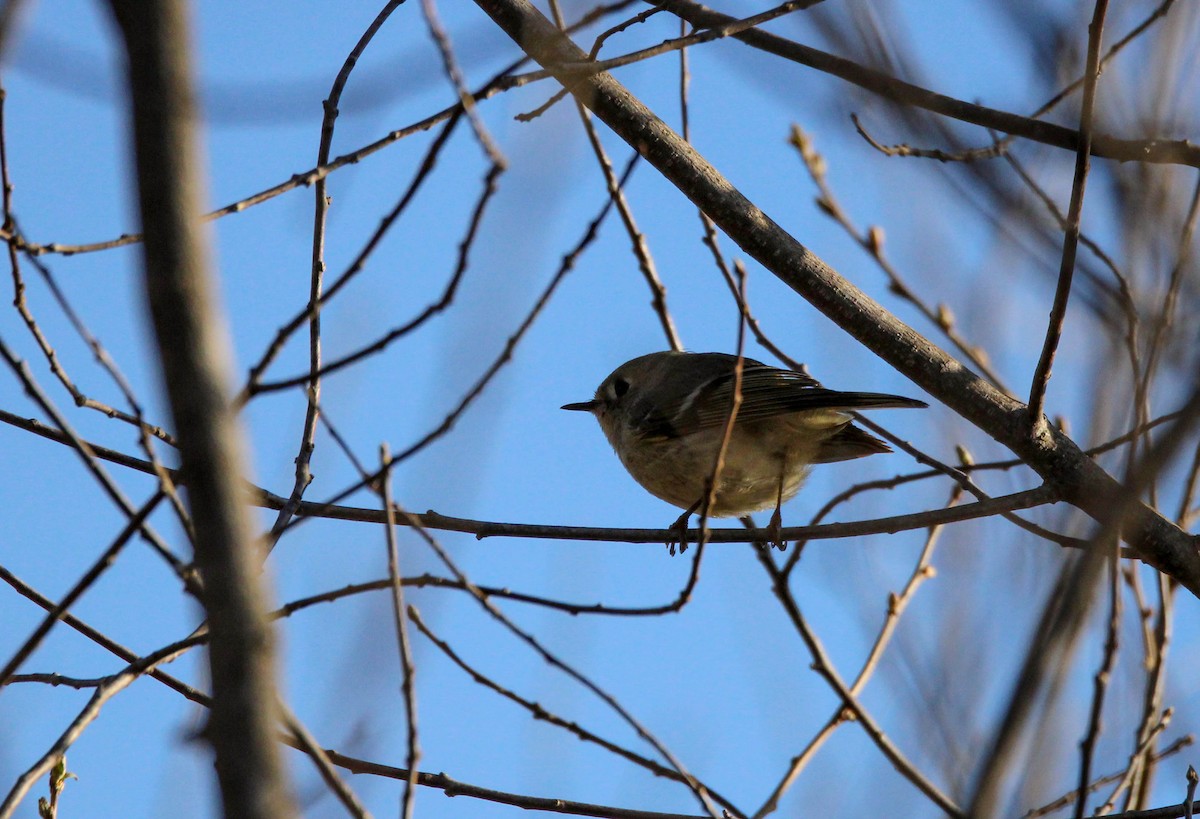 Ruby-crowned Kinglet - ML642132139