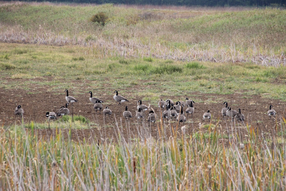 Canada Goose - ML642132149