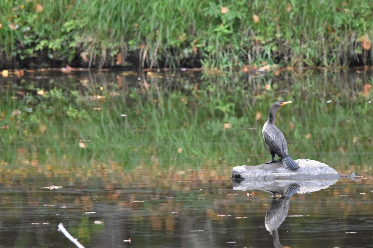 Double-crested Cormorant - ML642132150