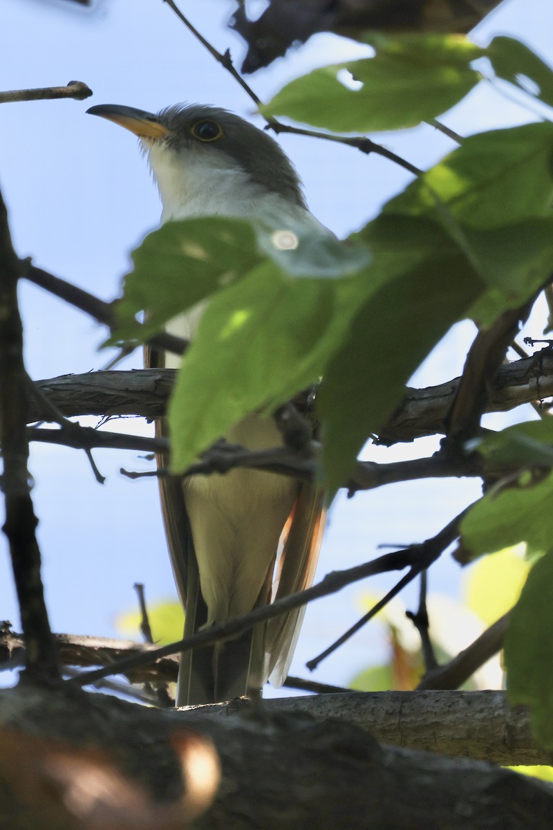 Yellow-billed Cuckoo - ML642132151