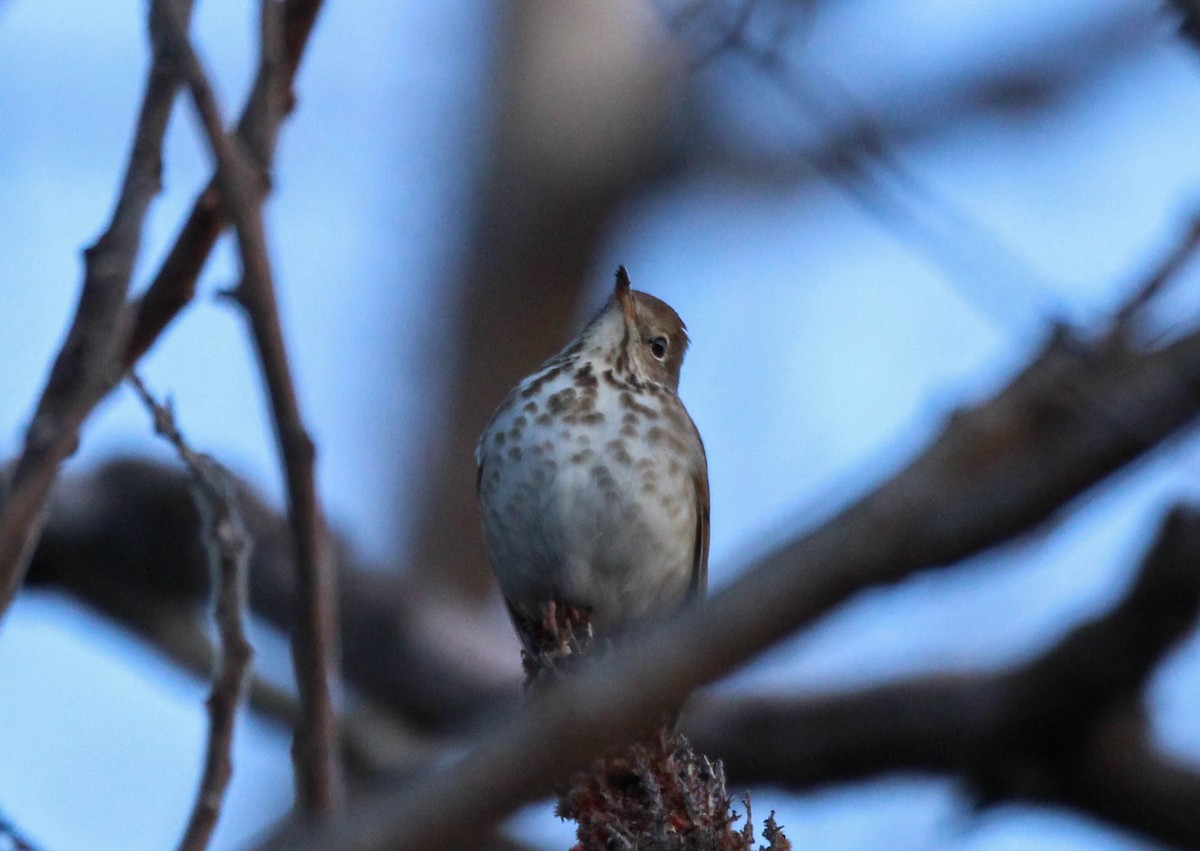 Hermit Thrush - ML642132152