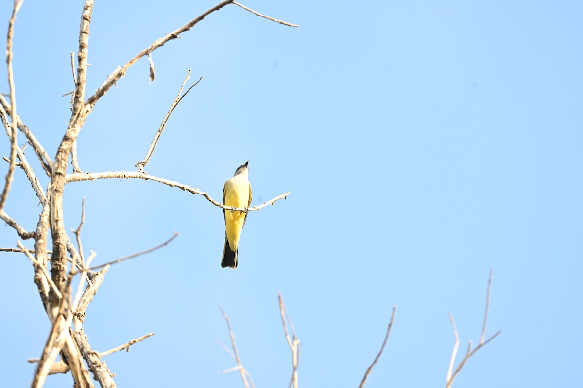 Western Kingbird - ML642132153
