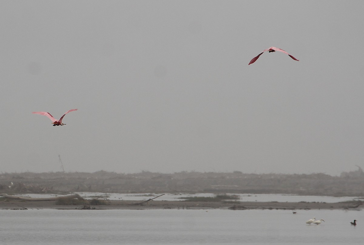 Roseate Spoonbill - ML642132154