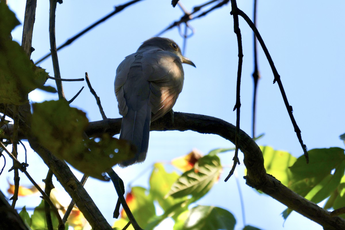 Yellow-billed Cuckoo - ML642132156