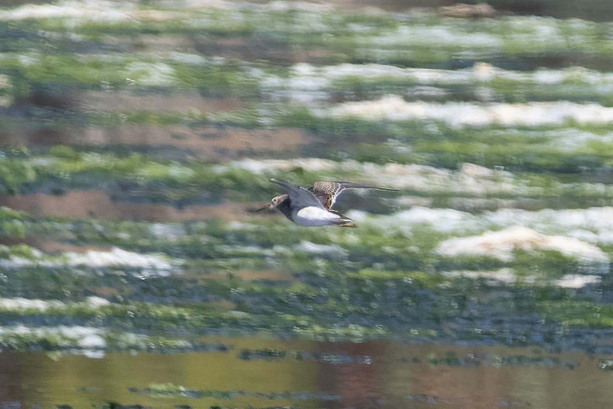 鴴形目(水鳥) - ML642132158