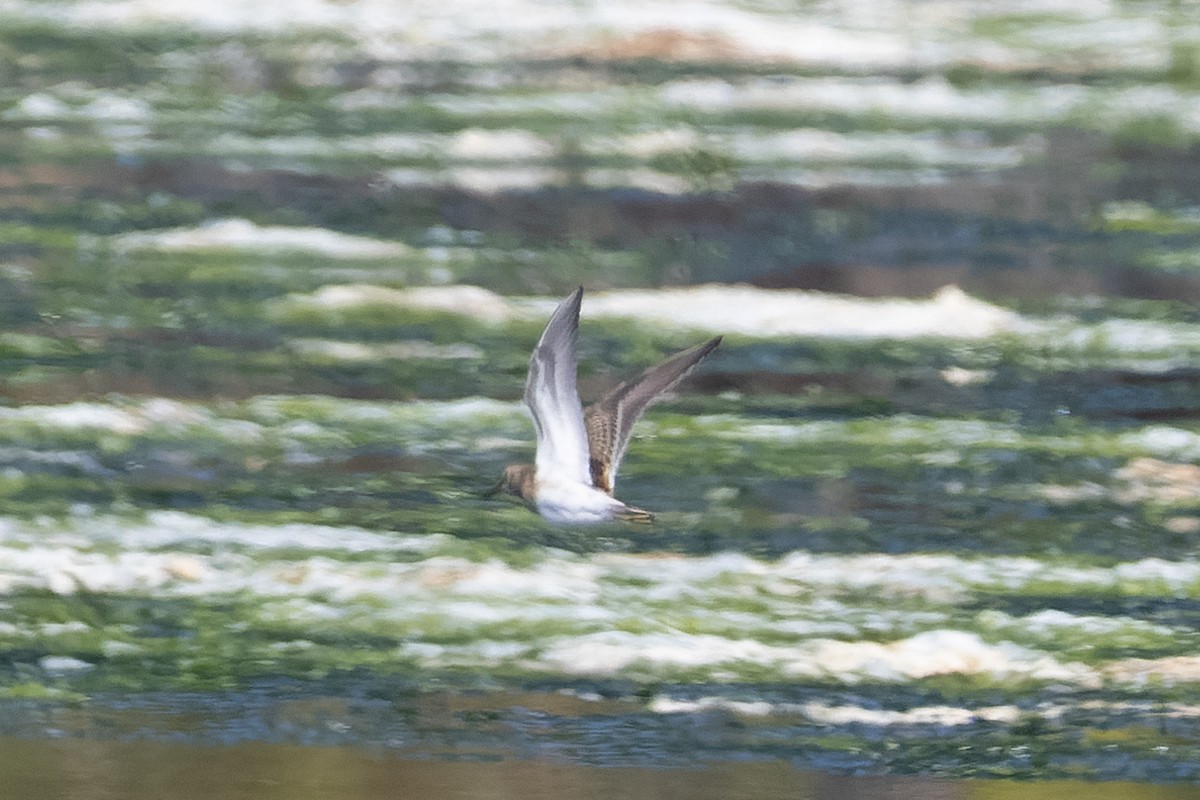 鴴形目(水鳥) - ML642132160