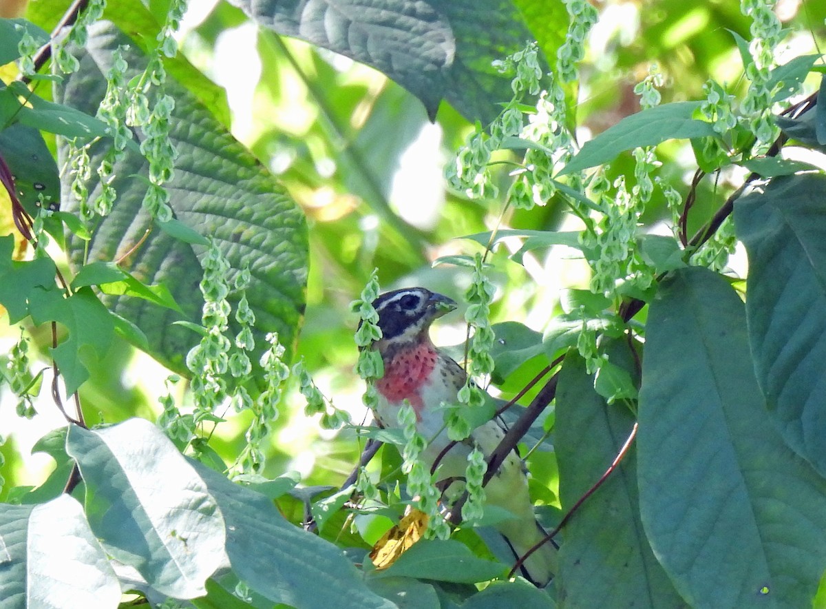 Rose-breasted Grosbeak - ML642132161