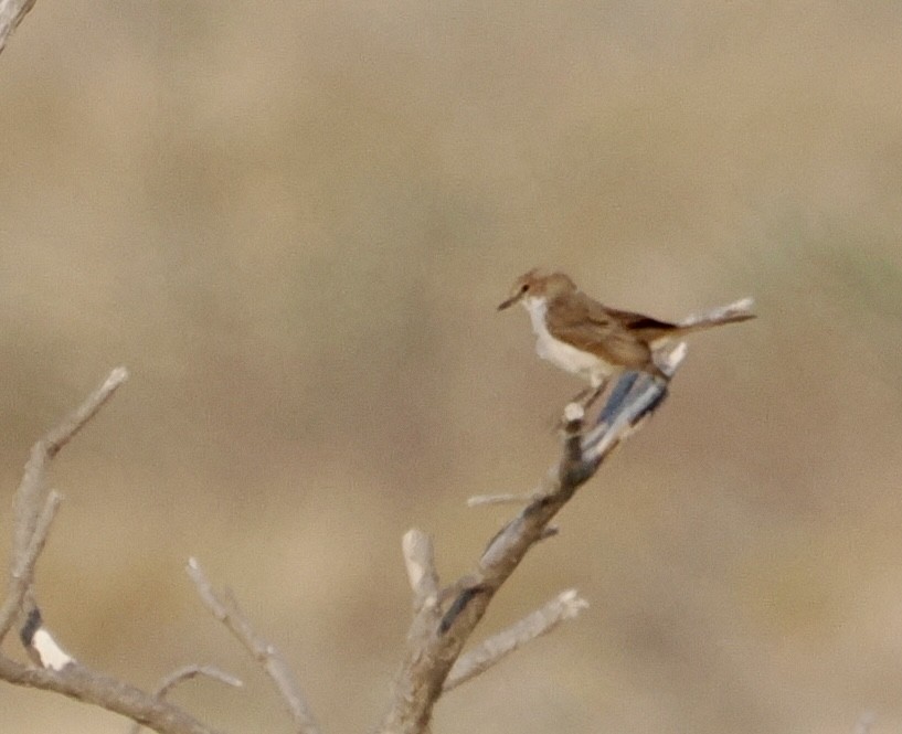 Marico Flycatcher - ML642132162