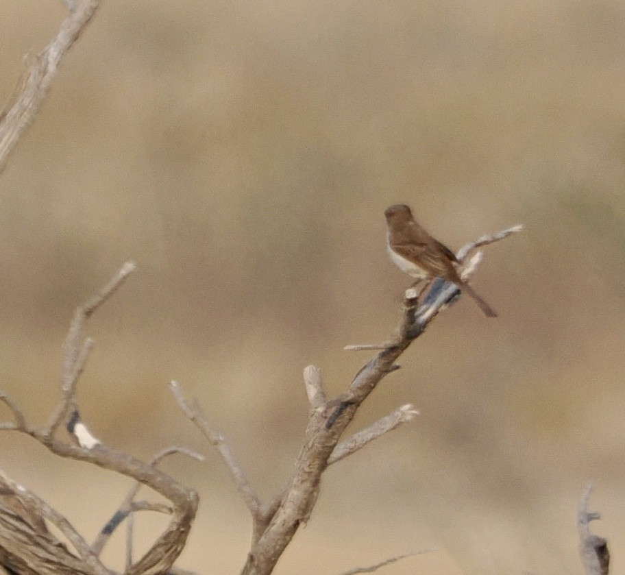 Marico Flycatcher - ML642132163