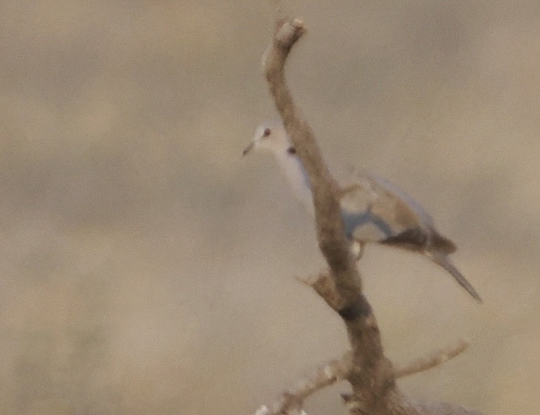 Ring-necked Dove - ML642132165