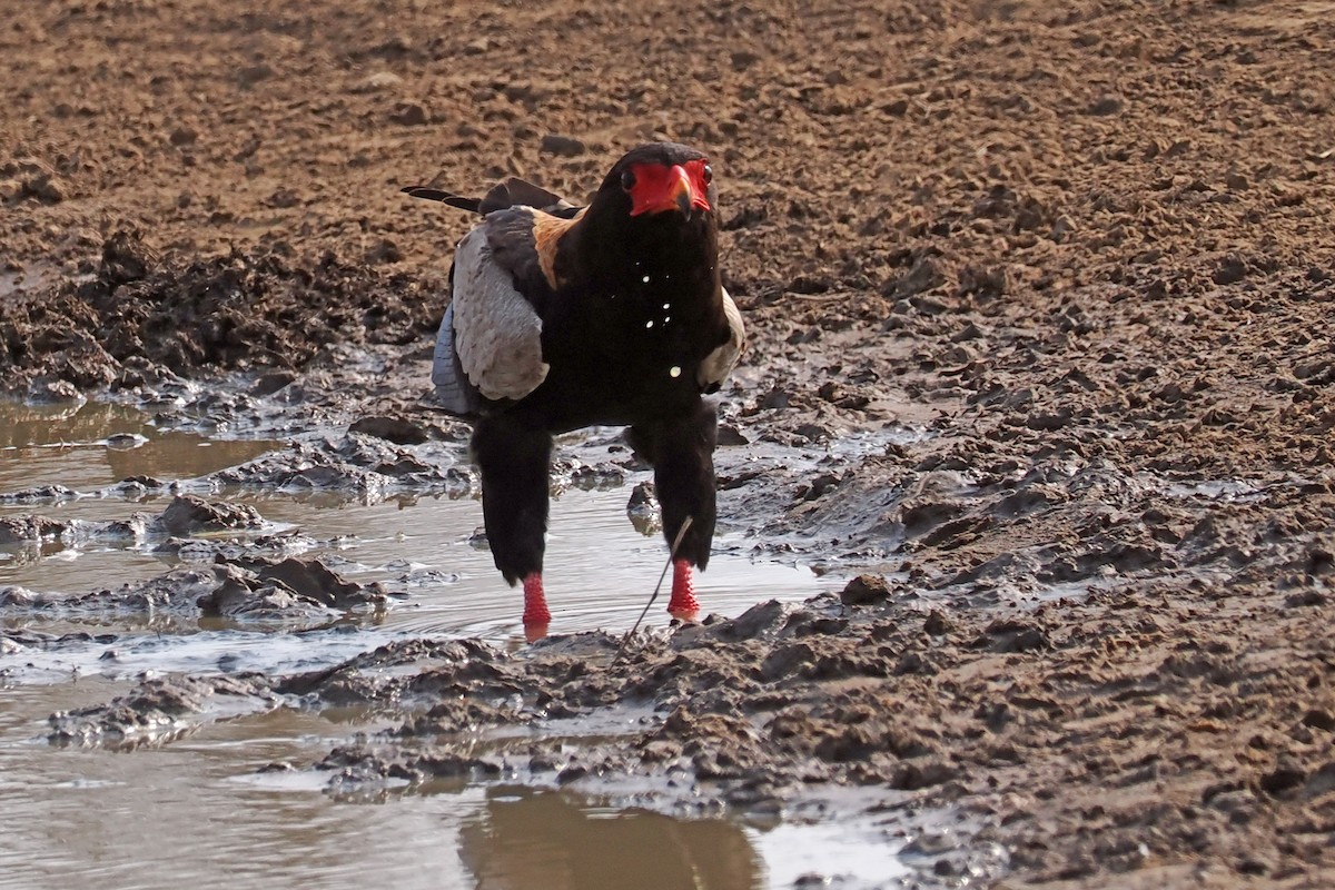 Bateleur - ML642132166
