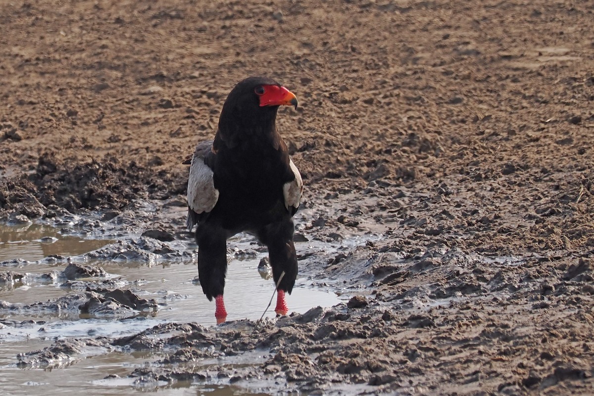 Bateleur - ML642132167