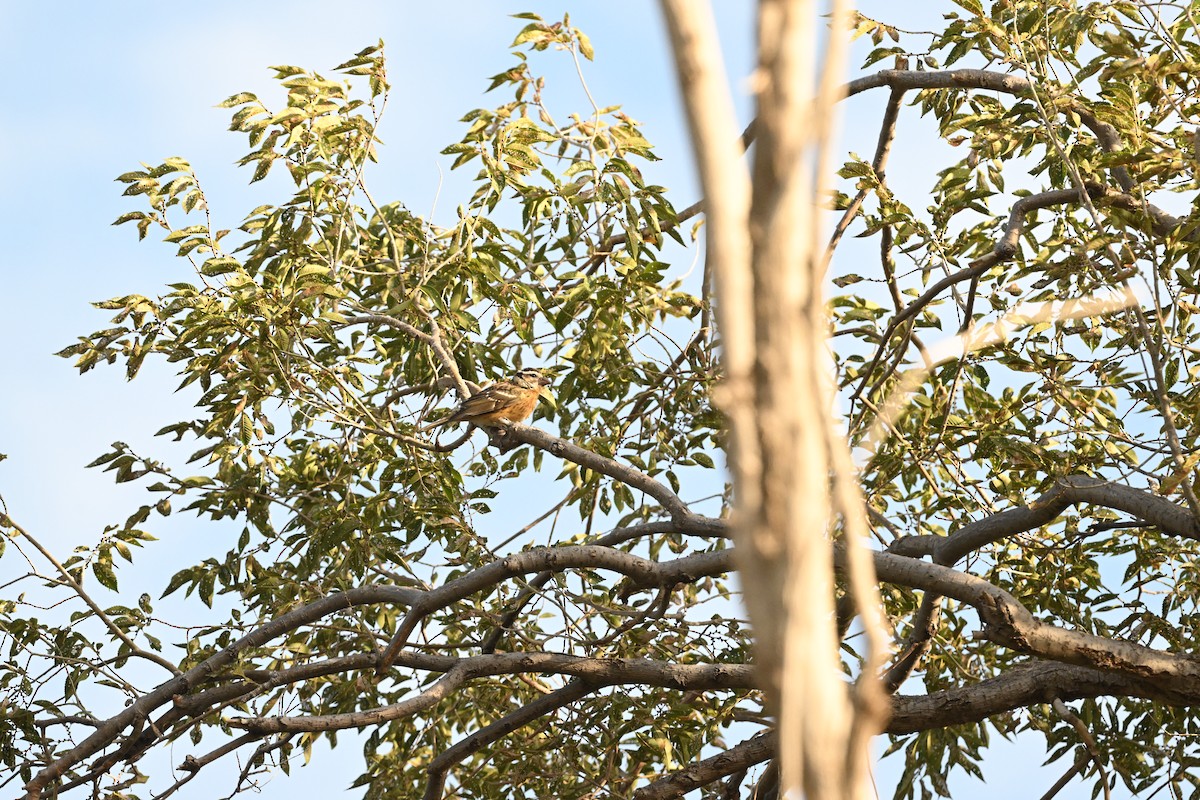 Black-headed Grosbeak - ML642132169
