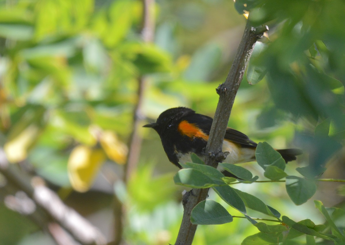 American Redstart - ML642132171