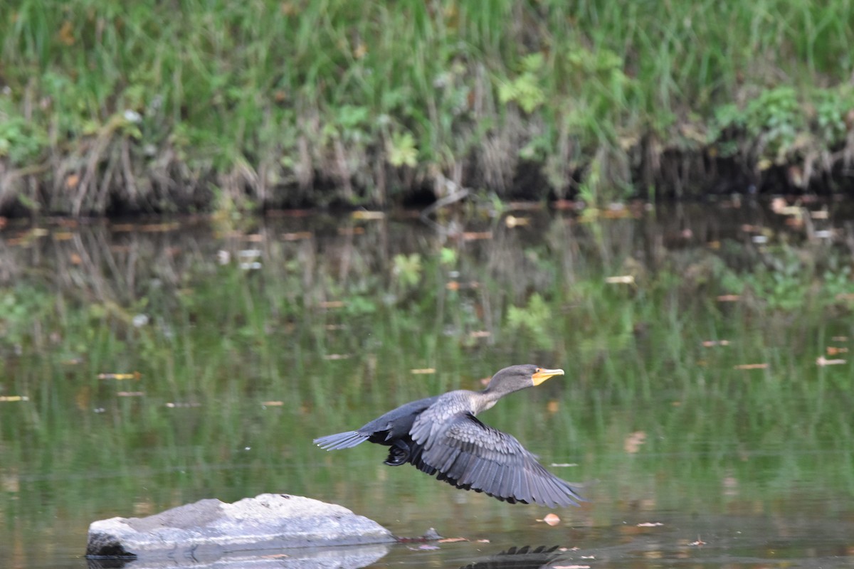 Double-crested Cormorant - ML642132183