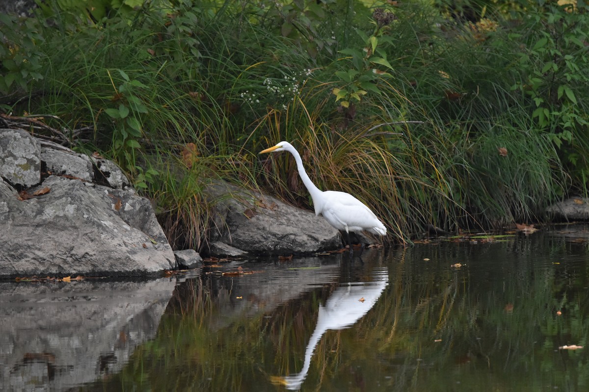 Great Egret - ML642132221