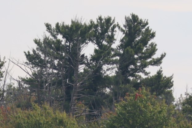 Weißkopf-Seeadler - ML642132256