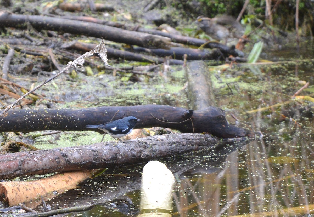 Black-throated Blue Warbler - ML642132296