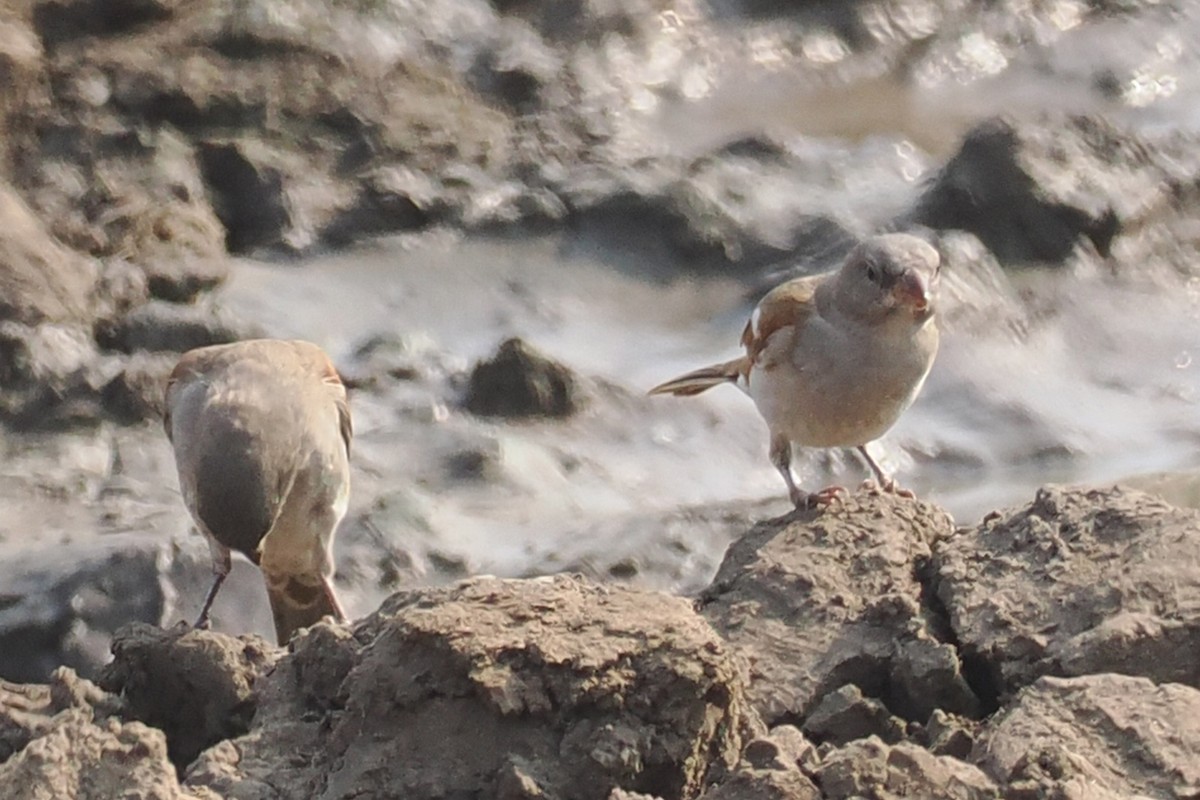 Southern Gray-headed Sparrow - ML642132302