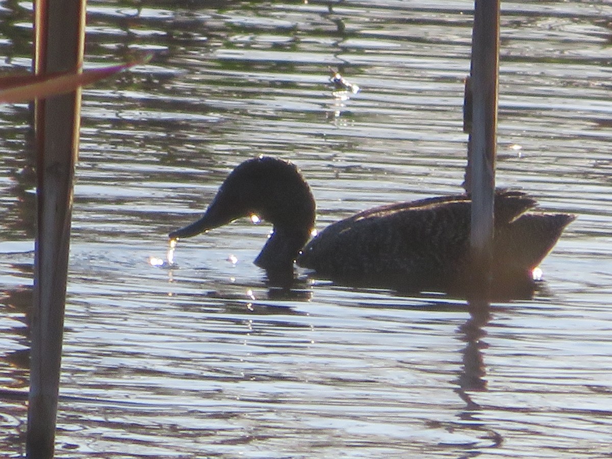Freckled Duck - ML642132311