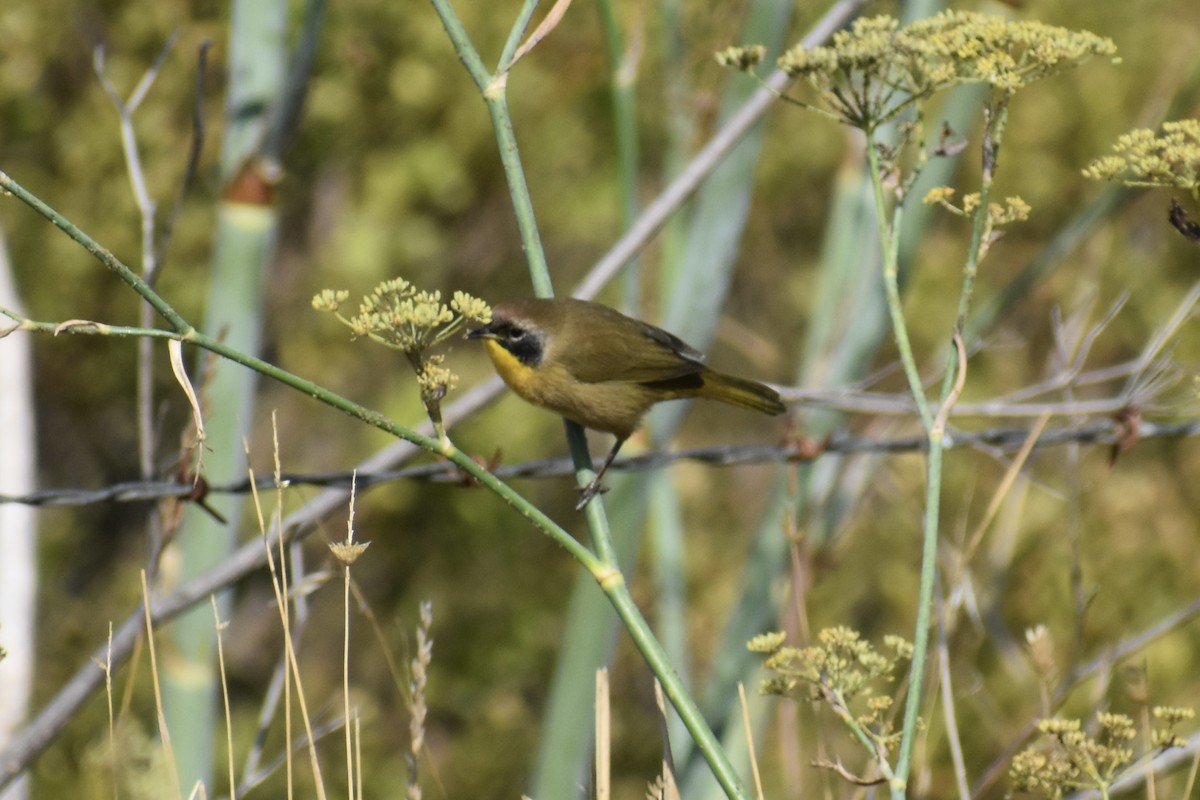 Common Yellowthroat - ML642132322