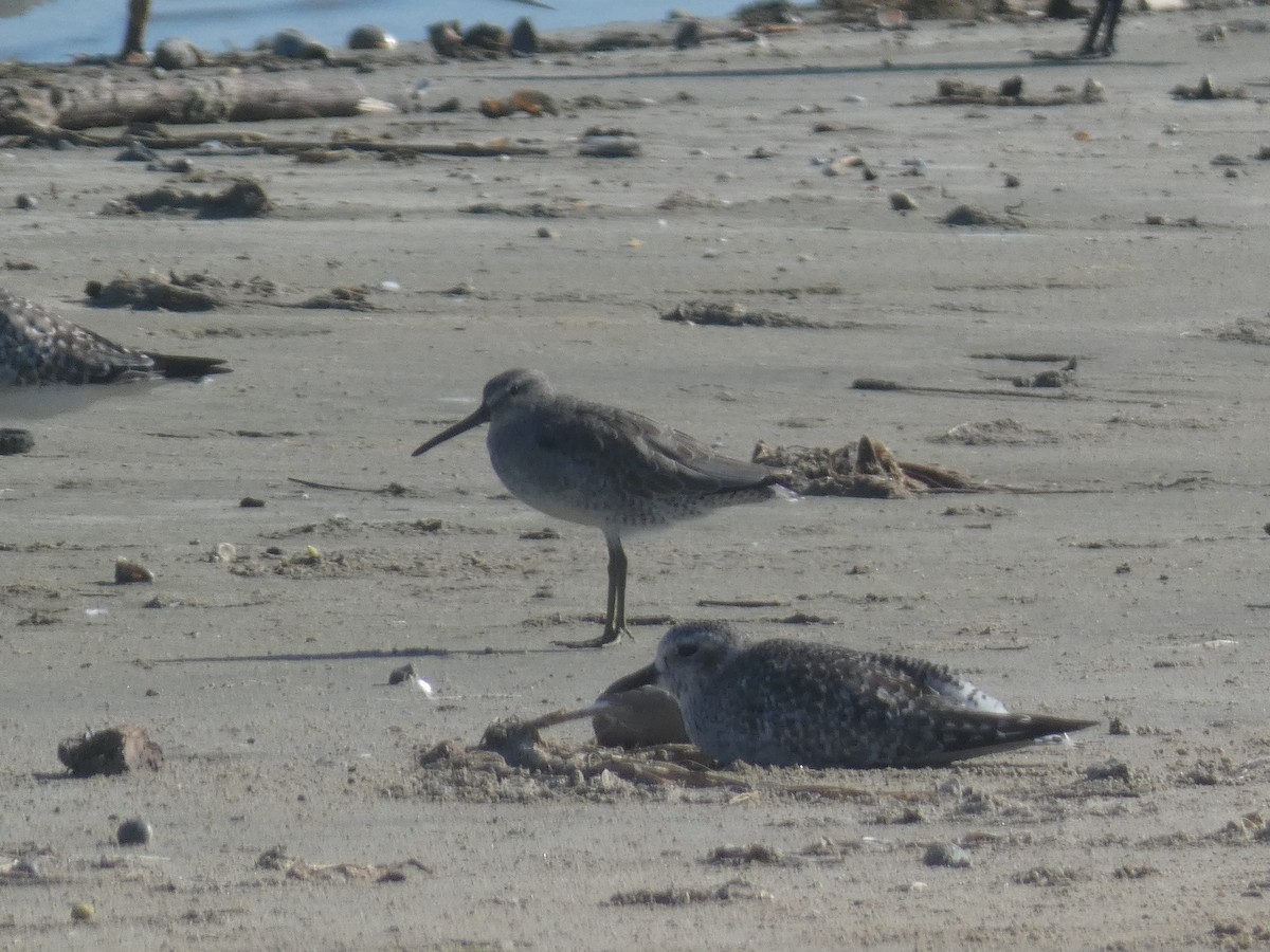 kortnebbekkasinsnipe - ML642132334