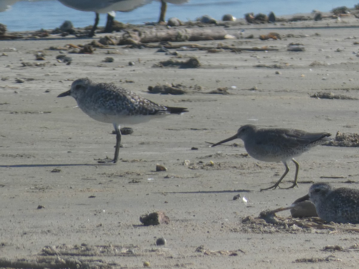 kortnebbekkasinsnipe - ML642132336