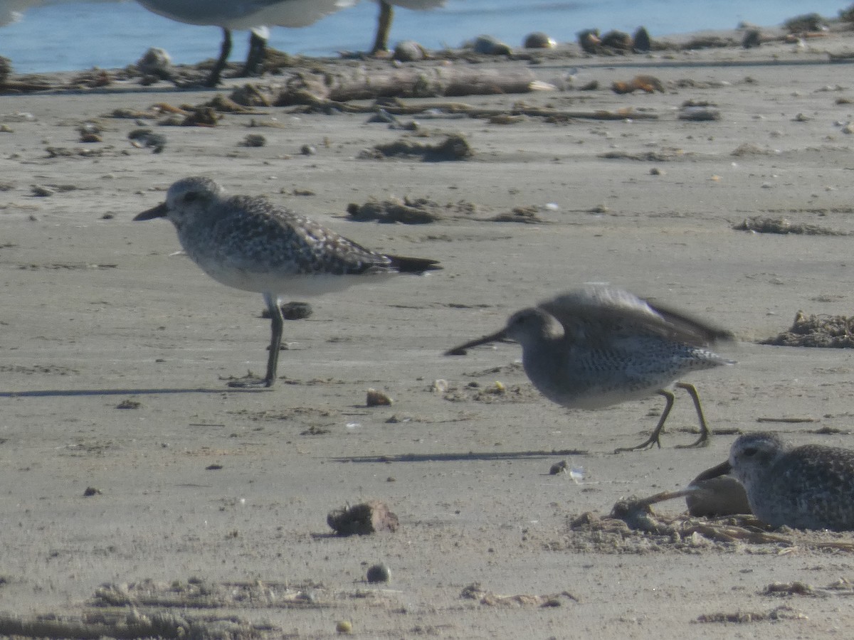 kortnebbekkasinsnipe - ML642132337