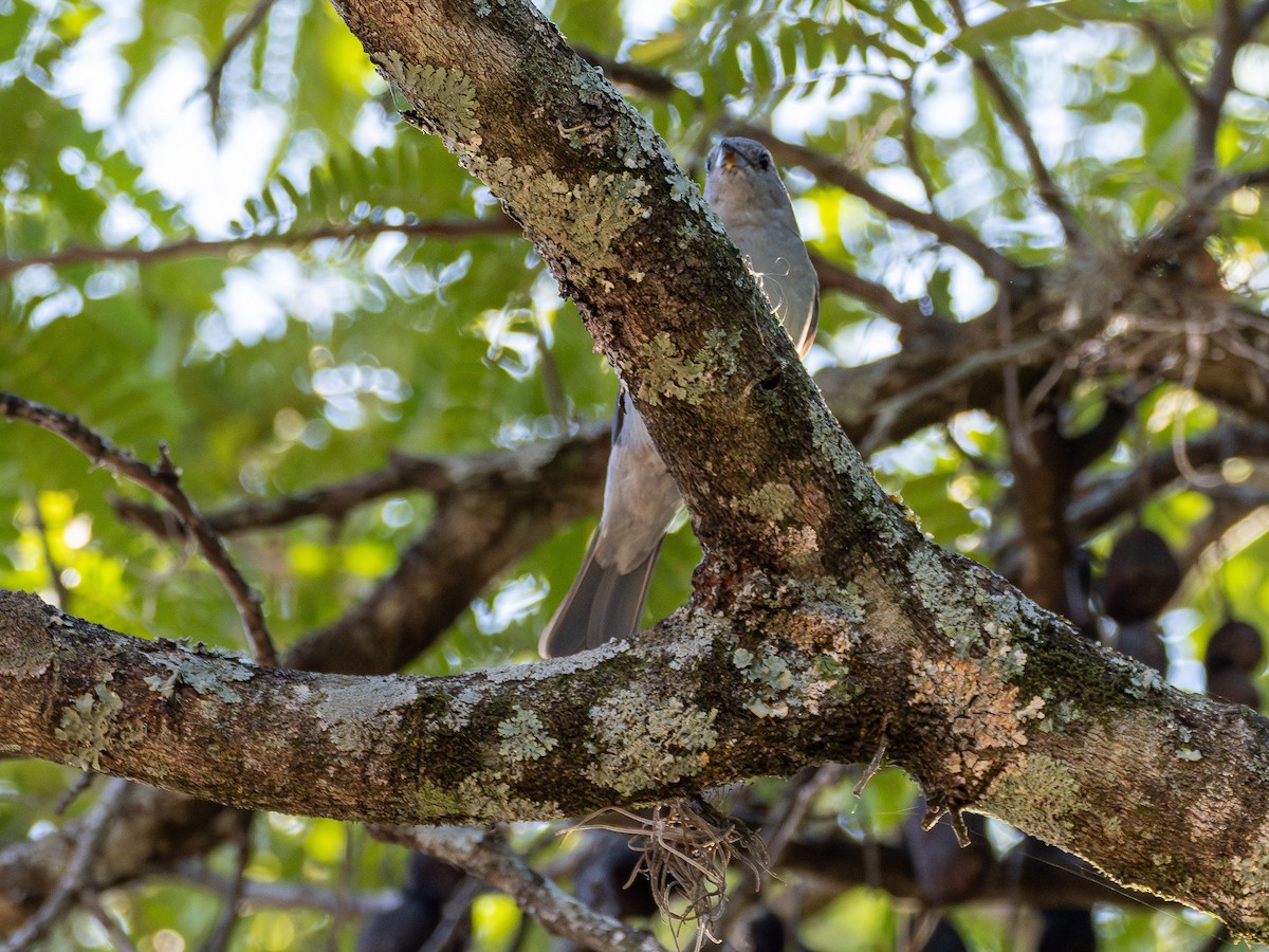 Sayaca Tanager - ML642132344