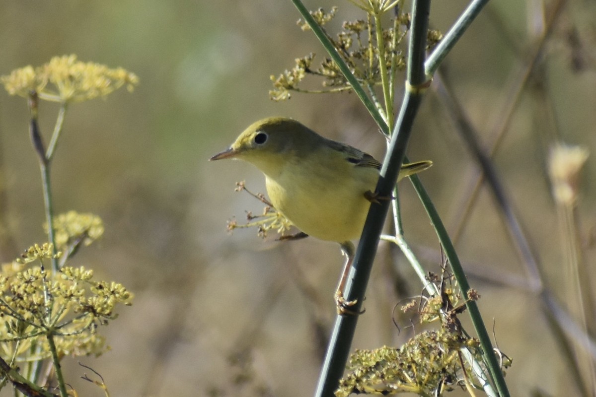 Yellow Warbler - ML642132348