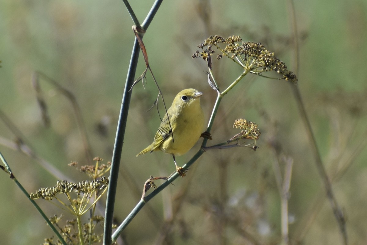 Yellow Warbler - ML642132349