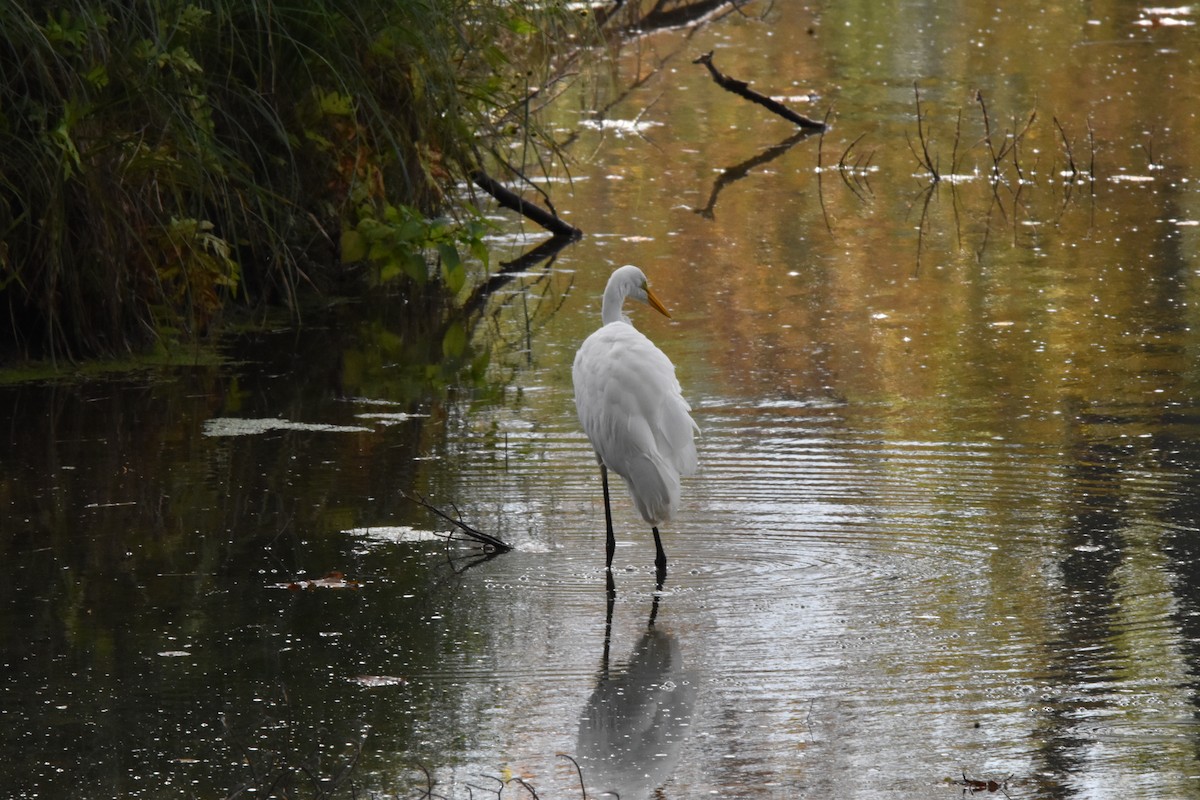Great Egret - ML642132362