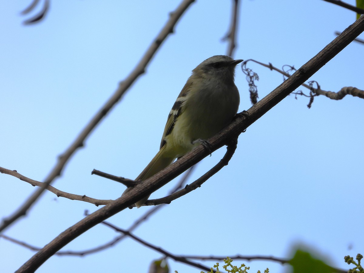 White-banded Tyrannulet - ML642132364