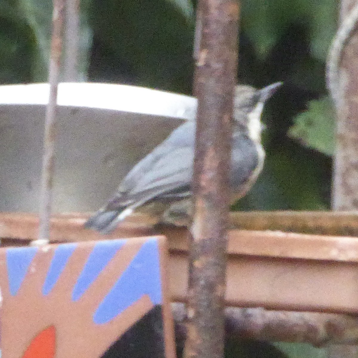 Pygmy Nuthatch - ML642132380