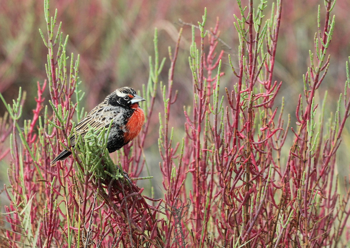 Peruvian Meadowlark - ML642132381