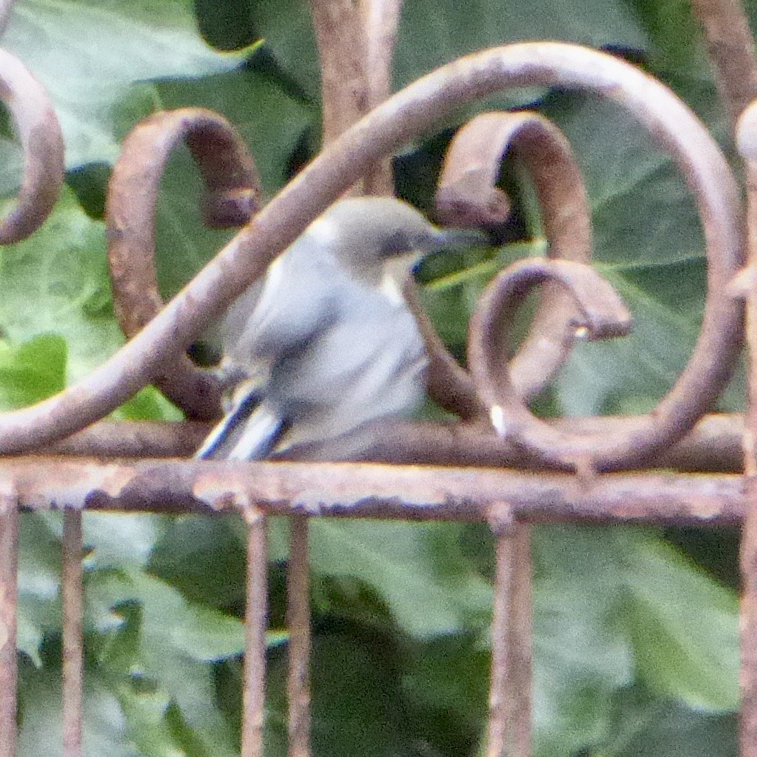 Pygmy Nuthatch - ML642132383
