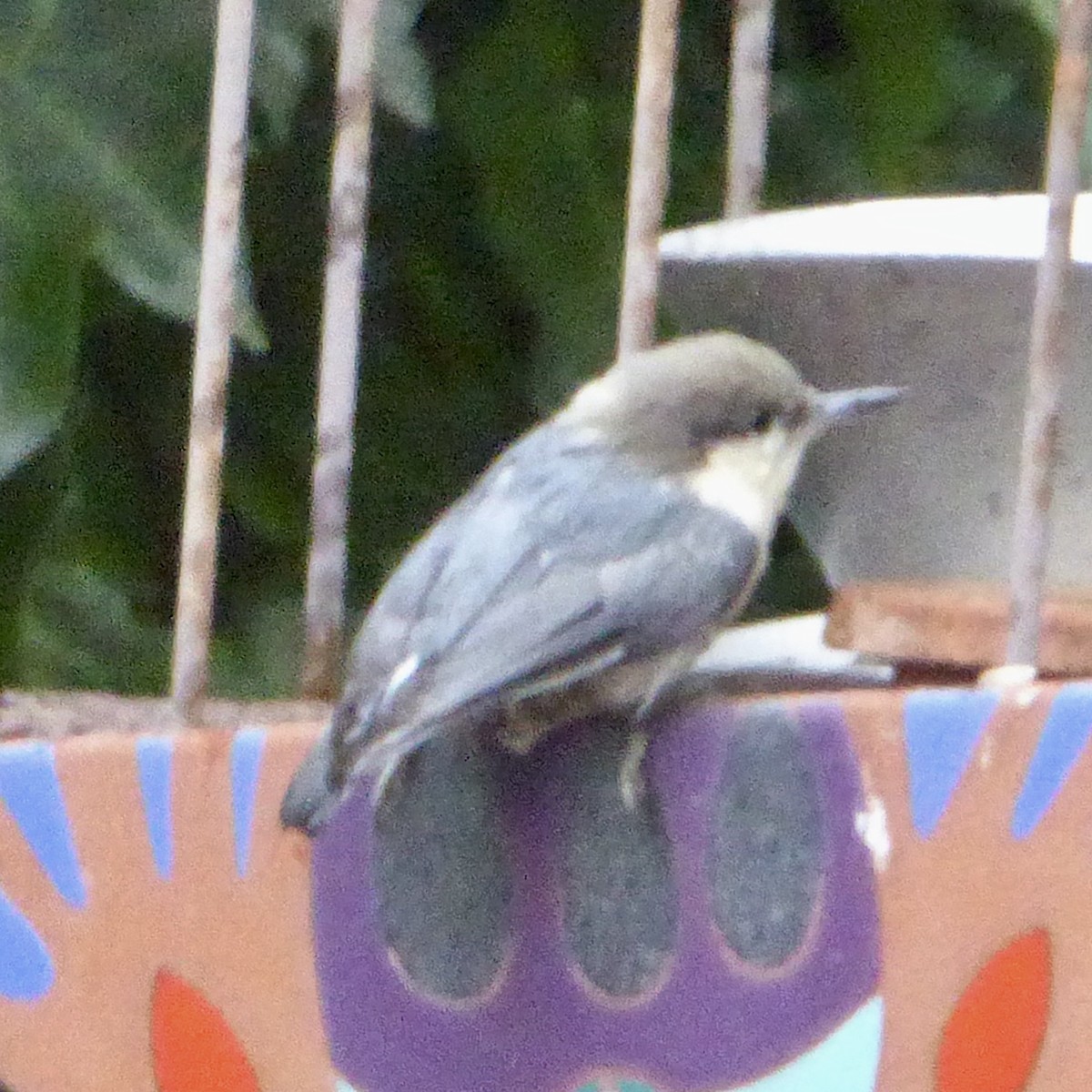 Pygmy Nuthatch - ML642132388