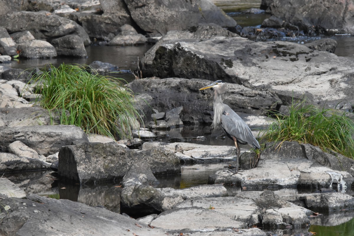 Great Blue Heron - ML642132409