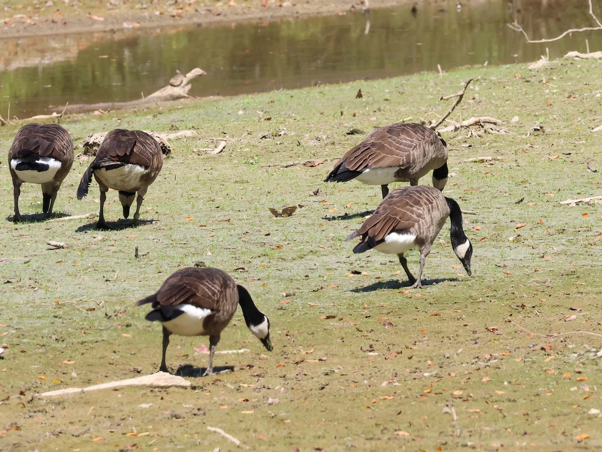 Branta kanadar handia - ML642132422