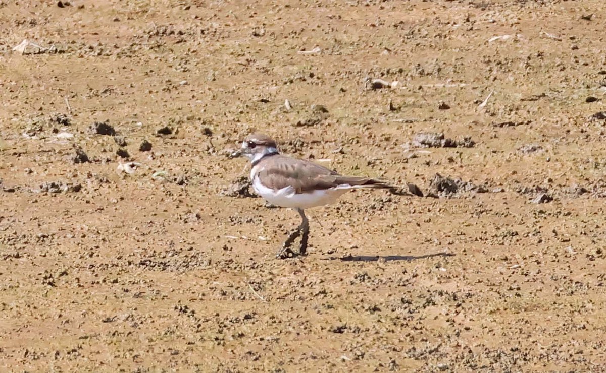 Killdeer - ML642132436