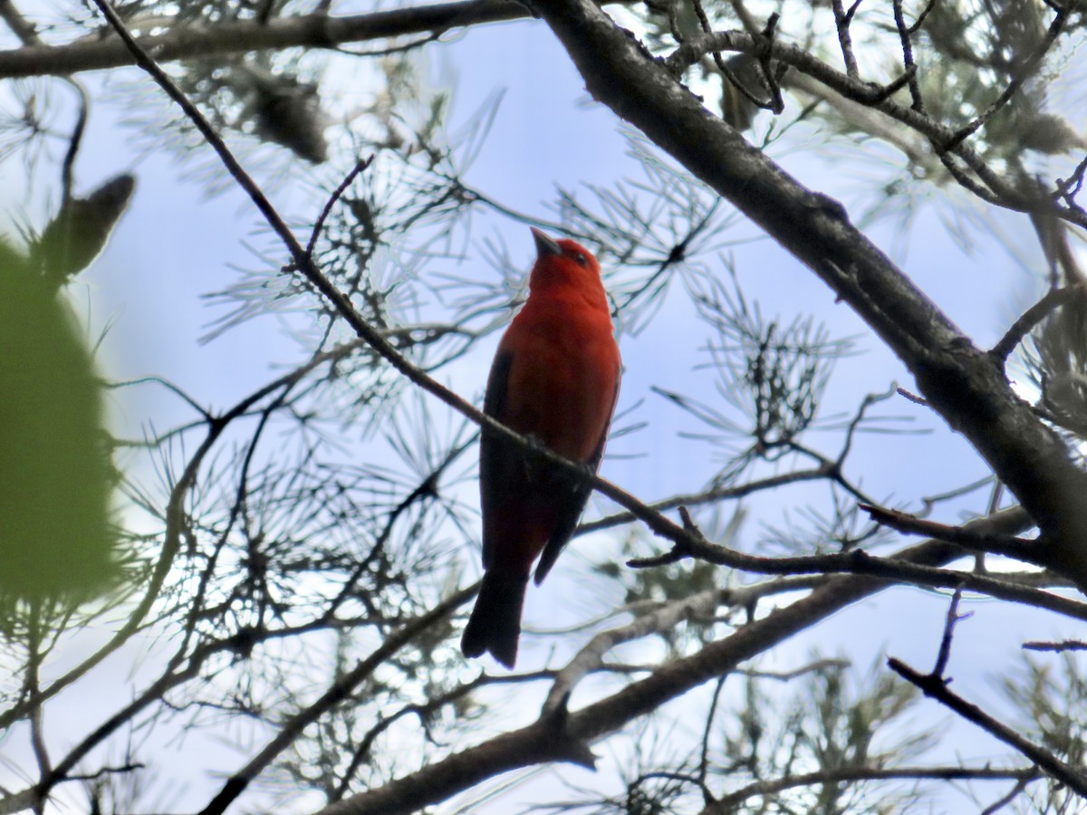 Scarlet Tanager - ML642132437
