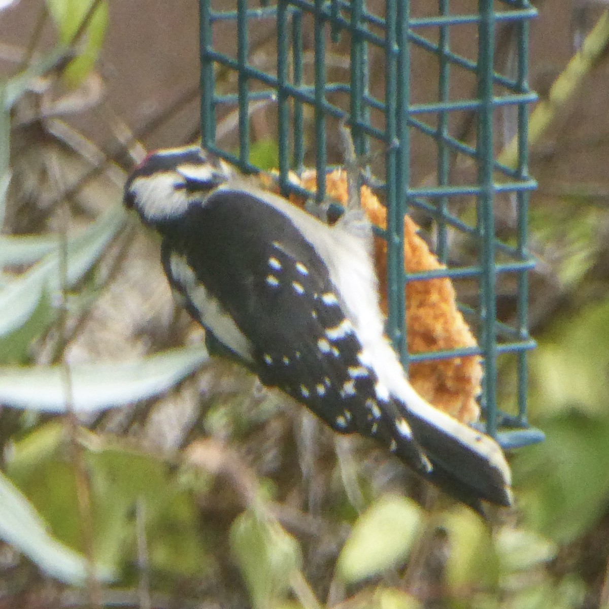 Downy Woodpecker - ML642132443