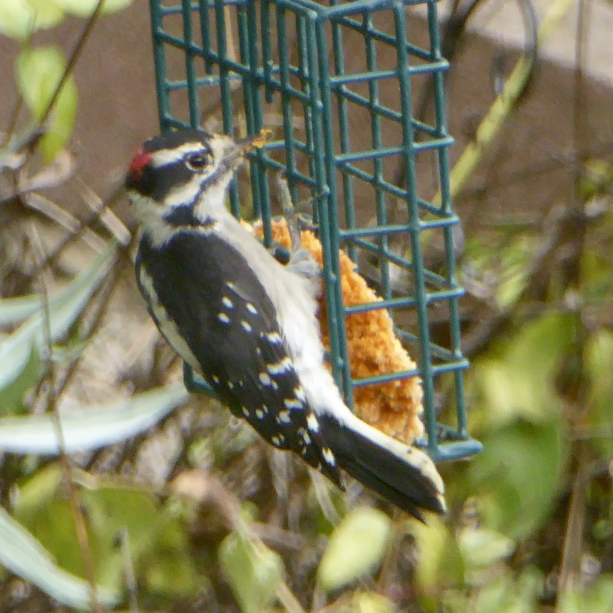 Downy Woodpecker - ML642132445