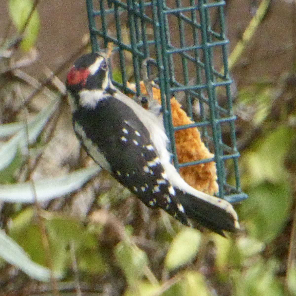 Downy Woodpecker - ML642132454