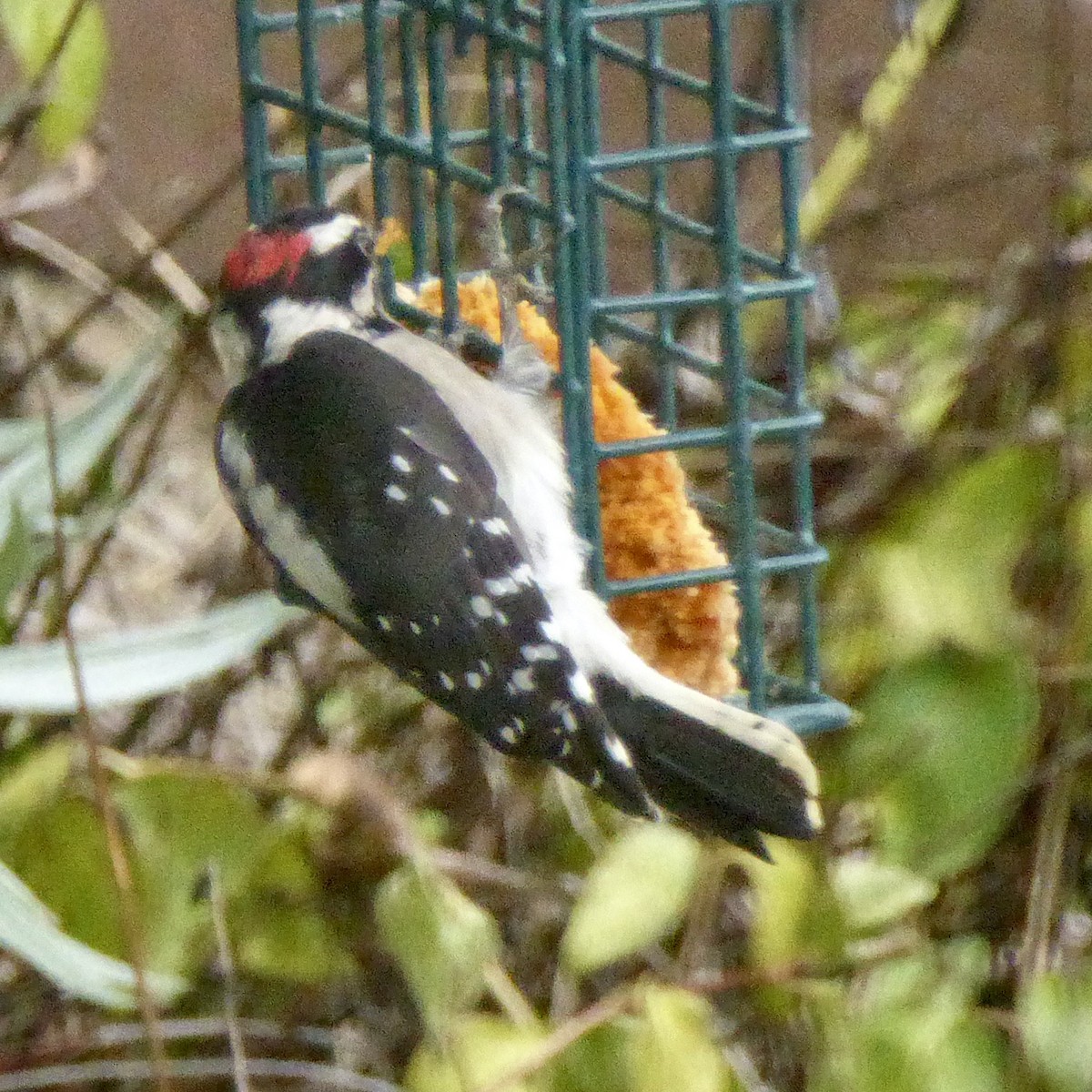 Downy Woodpecker - ML642132464