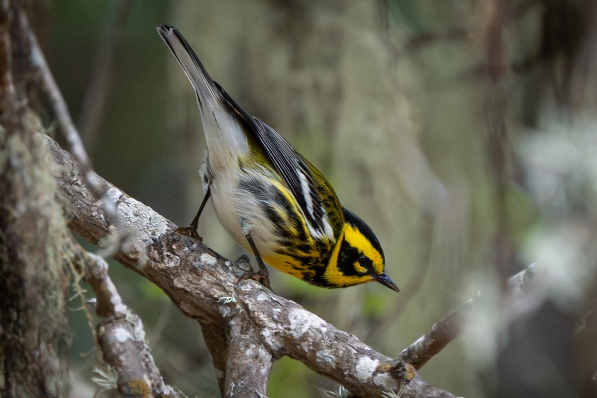 Townsend's Warbler - ML642132467