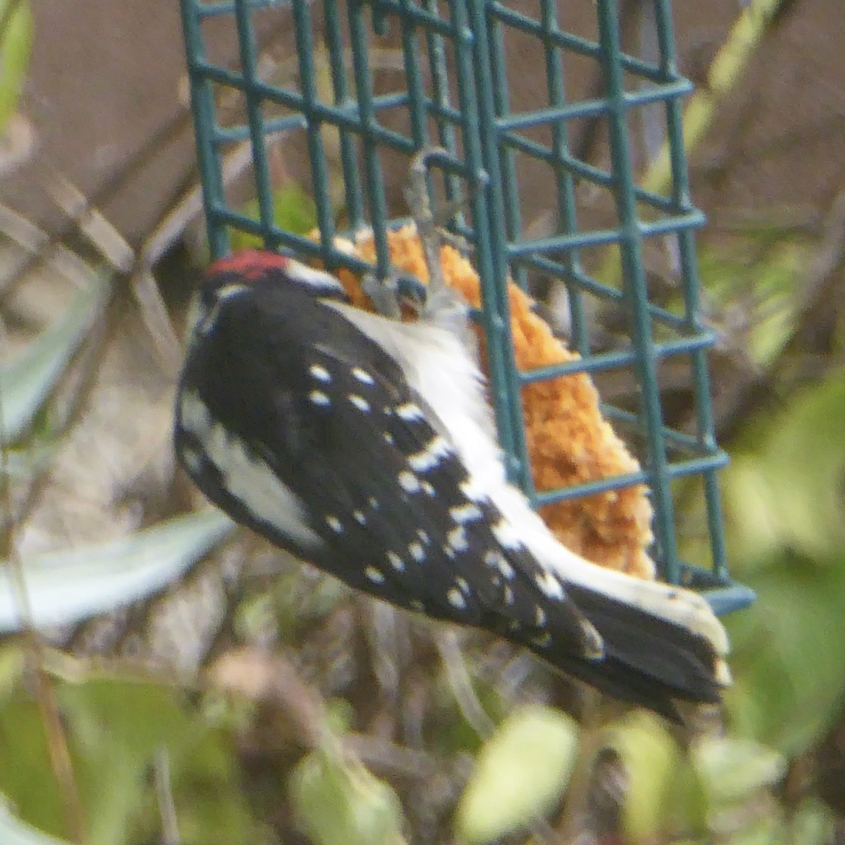 Downy Woodpecker - ML642132468