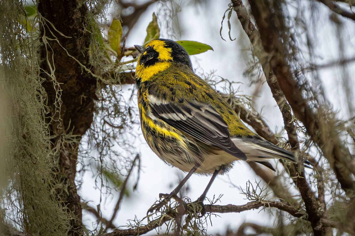 Townsend's Warbler - ML642132469